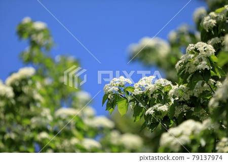 美麗可愛地盛開的紅梨花 79137974