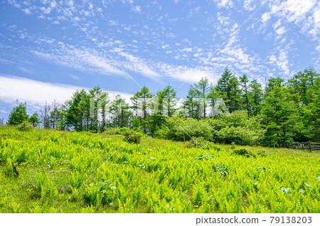 Fresh green Takabotchi plateau Fresh green Takabotchi plateau 79138203