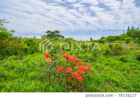 初夏杜鵑花盛開的高寶池高原 79138227