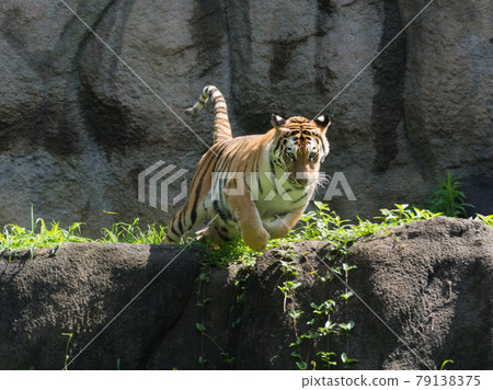 阿穆爾虎的媽媽從懸崖上飛下來 79138375