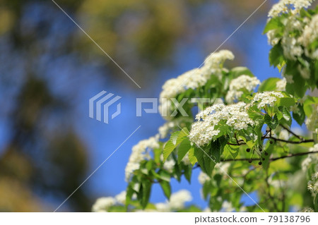 Azuki pear flower in full bloom that blooms beautifully and cutely 79138796