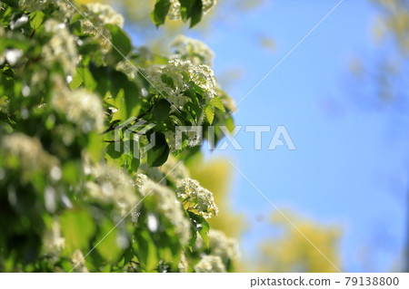 美麗可愛地盛開的紅梨花 美麗可愛地盛開的紅梨花 79138800