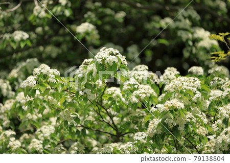Azuki pear flower in full bloom that blooms beautifully and cutely 79138804