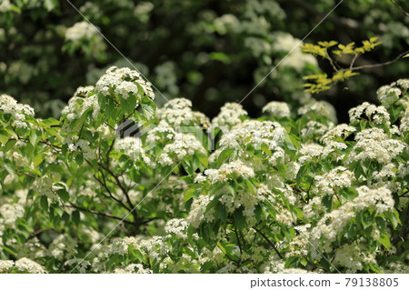 Azuki pear flower in full bloom that blooms beautifully and cutely Azuki pear flower in full bloom that blooms beautifully and cutely 79138805