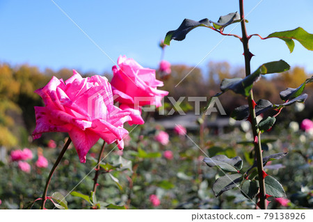 Autumn Blue Sky Beautiful Rose Garden Roses Pastel Pink Autumn Blue Sky Beautiful Rose Garden Roses Pastel Pink 79138926
