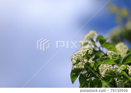 Azuki pear flower in full bloom that blooms beautifully and cutely Azuki pear flower in full bloom that blooms beautifully and cutely 79138936