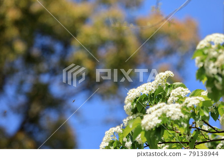 Azuki pear flower in full bloom that blooms beautifully and cutely Azuki pear flower in full bloom that blooms beautifully and cutely 79138944