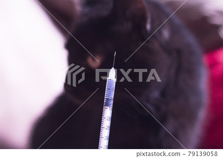 Syringe with insulin and black cat background 79139058