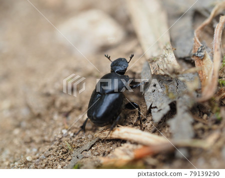 Female of Chromaruen Makogane 79139290