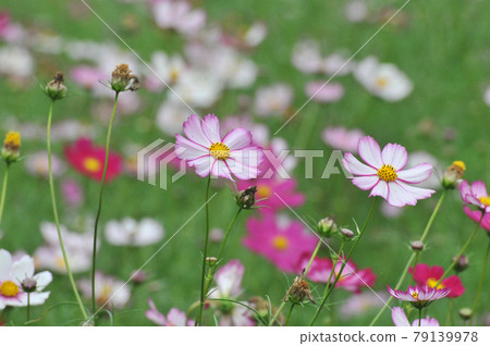 Cosmos Cosmos 79139978