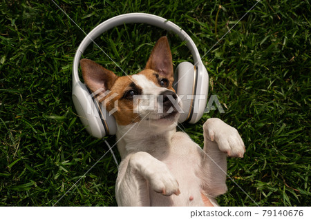 Dog jack russell terrier lies on a green lawn and listens to music on headphones. Dog jack russell terrier lies on a green lawn and listens to music on headphones. 79140676
