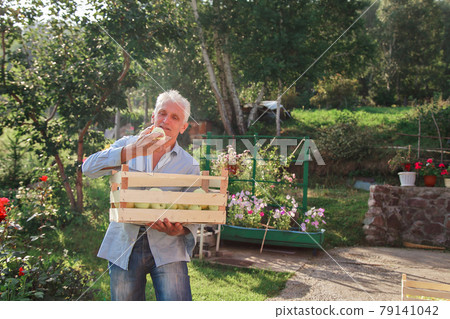 harvest: white apples in a wooden box. products ready for export. import of seasonal goods. An elderly man holds a box. The gardener enjoys the fruits of his work 79141042