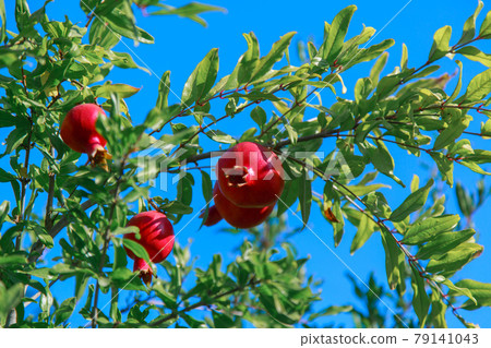 harvest: pomegranate fruits ripen on the tree harvest: pomegranate fruits ripen on the tree 79141043