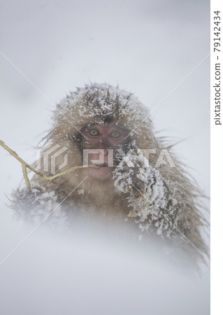 Japanese macaques 79142434