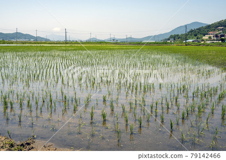 Rural landscape Rural landscape 79142466