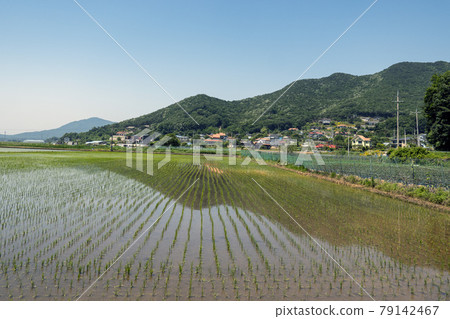 Rural landscape Rural landscape 79142467