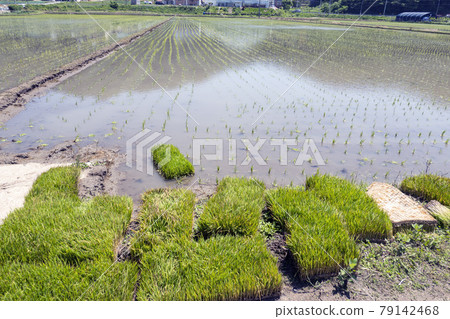 Rural landscape Rural landscape 79142468