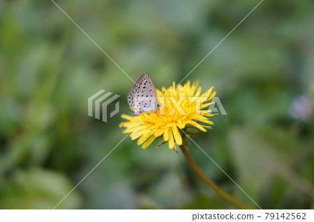 淡草藍和普通蒲公英 79142562