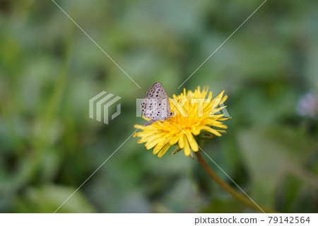 淡草藍和普通蒲公英 淡草藍和普通蒲公英 79142564