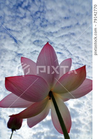 蓮花與天空 蓮花與天空 79142770