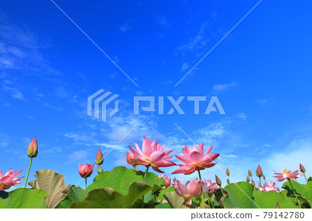 Lotus flower and sky Lotus flower and sky 79142780
