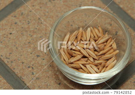 Cat grass seeds Cat grass seeds 79142852