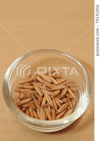 Cat grass seeds Cat grass seeds 79142856