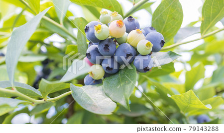 Fresh blueberries in early summer Fresh blueberries in early summer 79143288