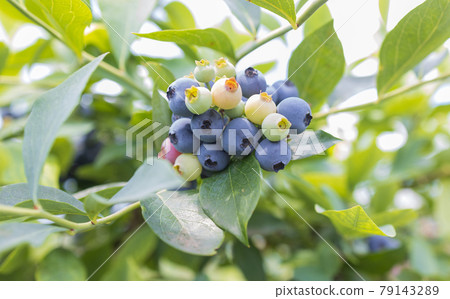Fresh blueberries in early summer Fresh blueberries in early summer 79143289