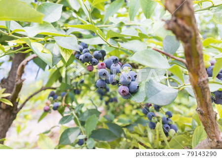 初夏的新鮮藍莓 79143290