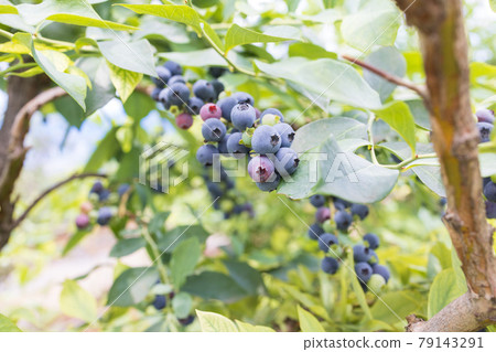 初夏的新鮮藍莓 79143291