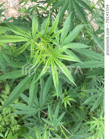 A beautiful wild cannabis plant that grows naturally in South Asia 79143354