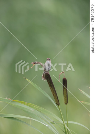 Marsh grassbird that stops at the cattail Marsh grassbird that stops at the cattail 79143579