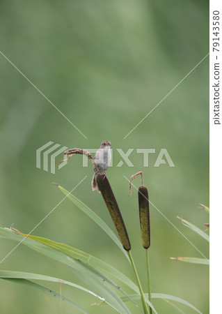 Marsh grassbird that stops at the cattail Marsh grassbird that stops at the cattail 79143580