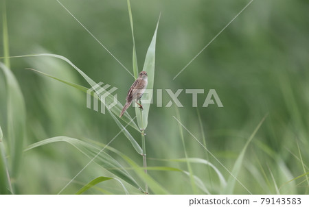 Otsekka 79143583