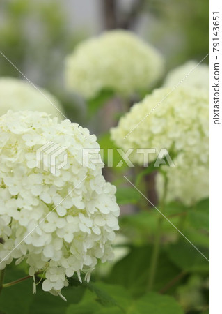 Annabel Annabel 79143651