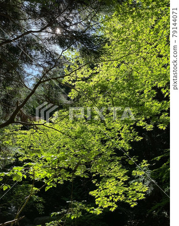 岐阜縣關市板取市 岐阜縣關市板取市 79144071