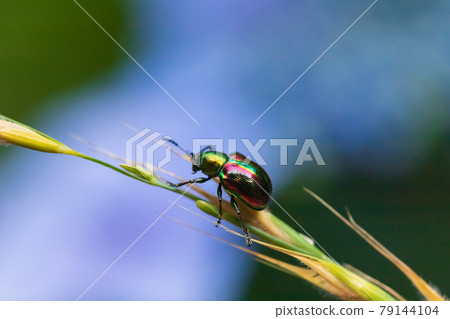 Red leaf beetle 79144104