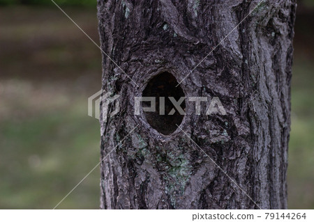 A small hollow that seems to be a habitat for small animals A small hollow that seems to be a habitat for small animals 79144264