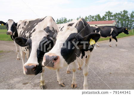 Landscape with Holstein cows Landscape with Holstein cows 79144341