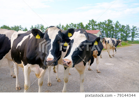 Landscape with Holstein cows Landscape with Holstein cows 79144344
