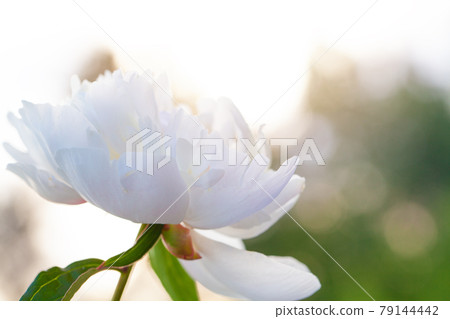 Peony flowers on summer background 79144442