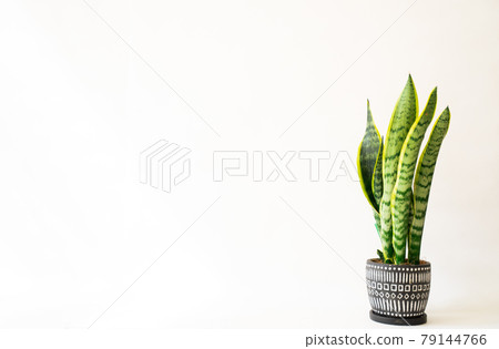 Ornamental plants that shine on a white background 4 79144766