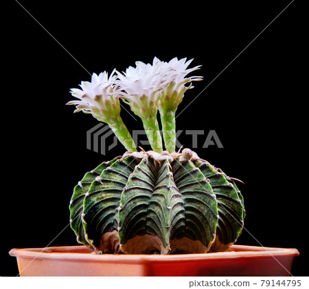 gymnocalycium lb2178 cactus with white flower blooming gymnocalycium lb2178 cactus with white flower blooming 79144795