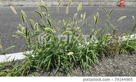 Cat jar that grows from the gaps in the asphalt (Setaria viridis) Cat jar that grows from the gaps in the asphalt (Setaria viridis) 79144965