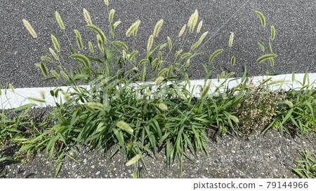 Cat jar that grows from the gaps in the asphalt (Setaria viridis) Cat jar that grows from the gaps in the asphalt (Setaria viridis) 79144966