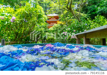 [Kizugawa City, Kyoto Prefecture] Kansai Flower Temple 25 Sacred Ground Hydrangea Temple "Gansenji" 79145116