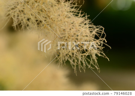 Smoke tree flower (Young Lady) 79146028