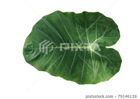 Green Leaf Isolated on White backgrounds. This image has clipping path. 79146139