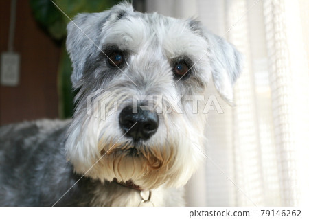 狗。寵物。迷你雪納瑞。 79146262